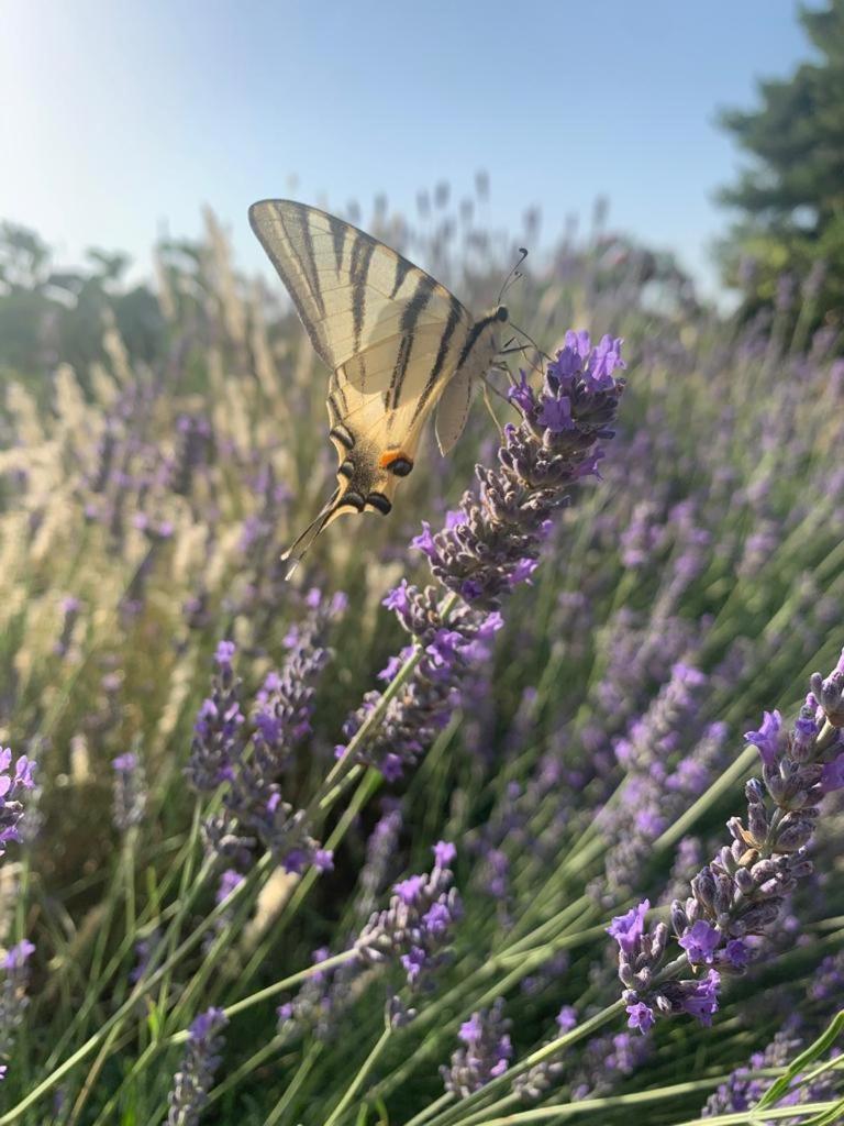 Il Giardino Degli Antichi Sapori Villa Ceglie Messapica Exterior foto